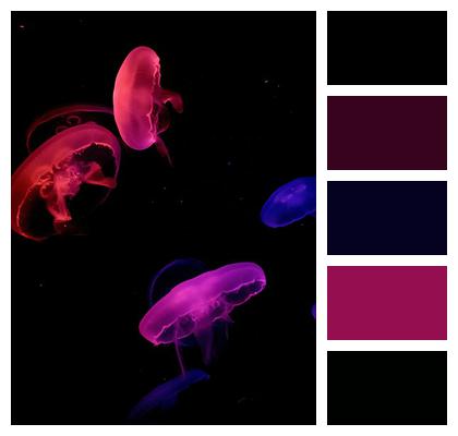 Phone Wallpaper Jellyfish Jelly Fish Image